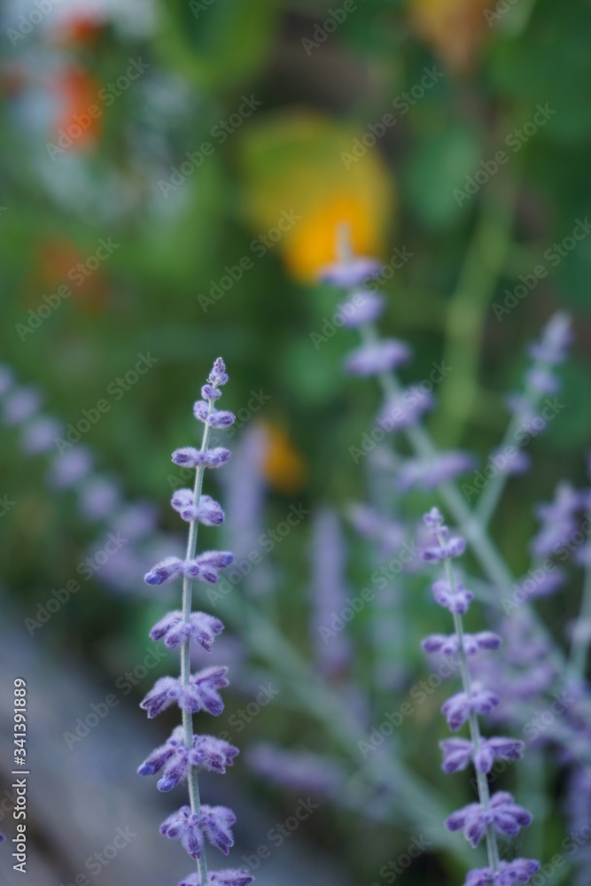 Obraz premium Close up shot of Lavender