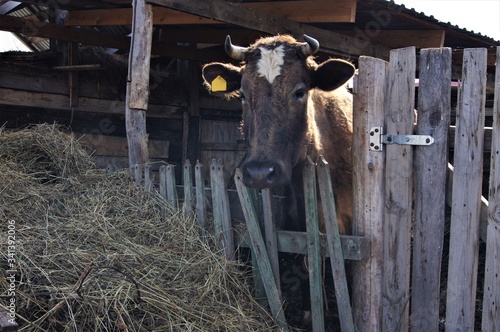 
brown cow in the corral
