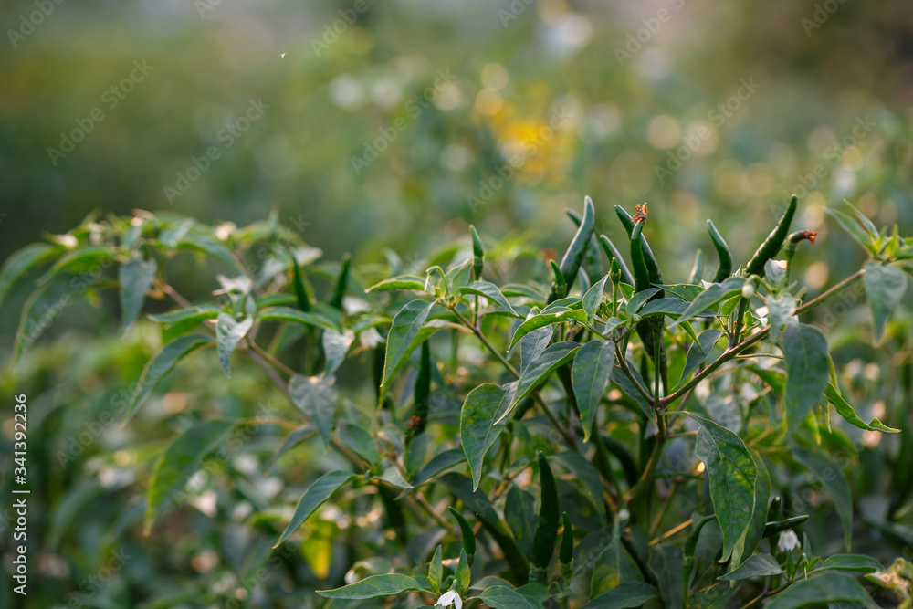 chili peppers on the tree in garden.