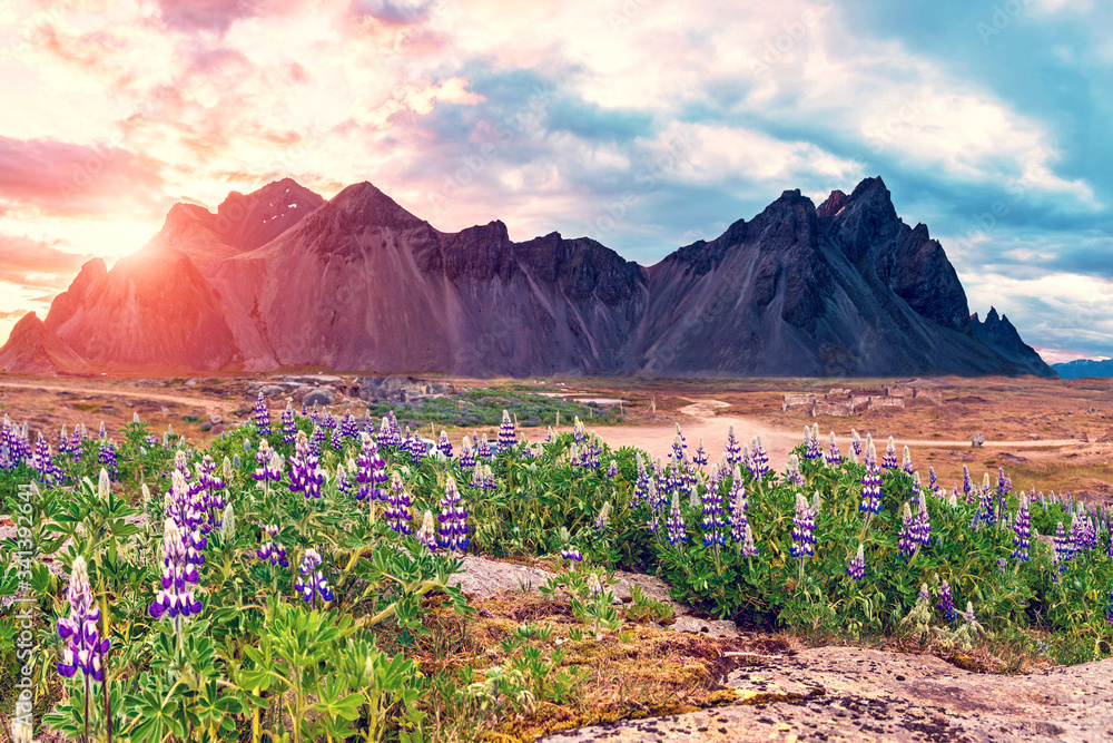 Fantastic dramatic landscape with flowers of lupine in the background of mountains Vestrahorn on the Stokksnes peninsula, Iceland at sunset. Exotic countries.
