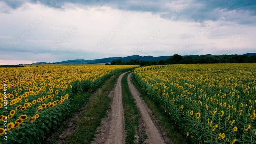 Flying Over the Fields of Blooming Sunflowers. Flying Over the Fields of Blooming Sunflowers.