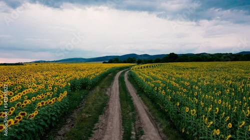 Flying Over the Fields of Blooming Sunflowers.