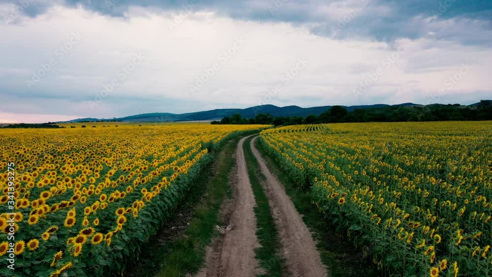 Flying Over the Fields of Blooming Sunflowers. Flying Over the Fields of Blooming Sunflowers.