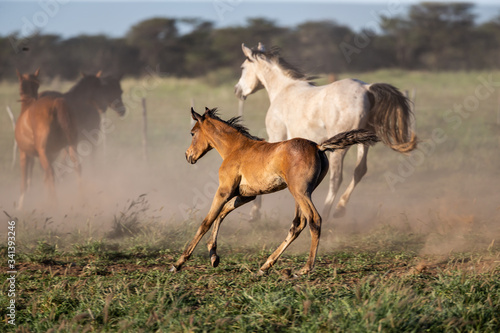 Poulain au galop en liberté dans la prairie au milieu dans troupeau de chevaux © Photos Eric Malherbe