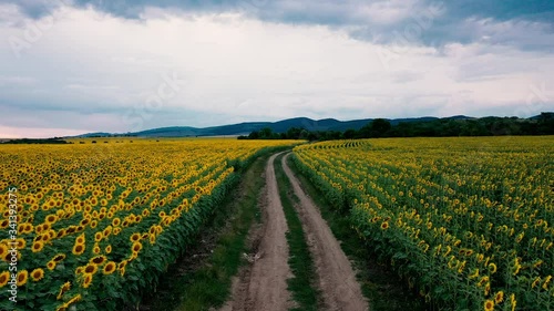 Flying Over the Fields of Blooming Sunflowers.