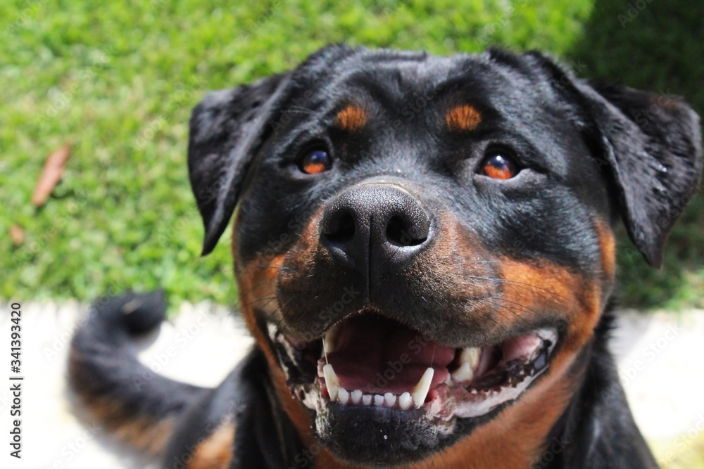 black dog portrait