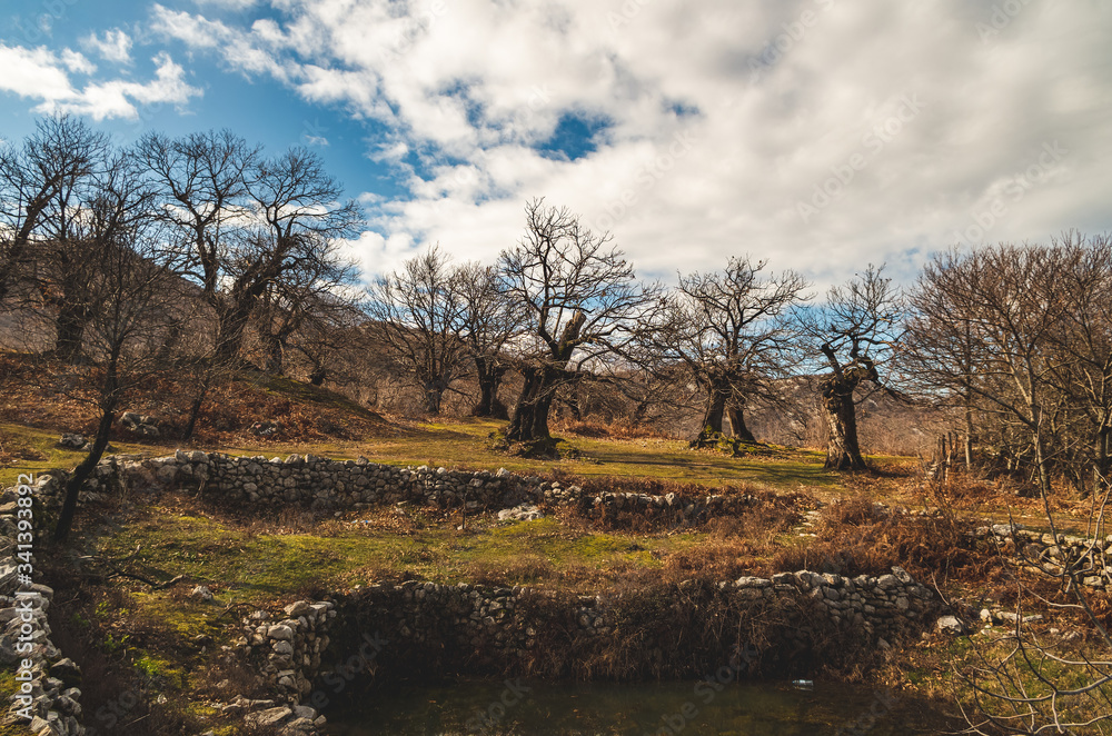 Landscape with Trees and Clouds Landscape with Trees and Clouds