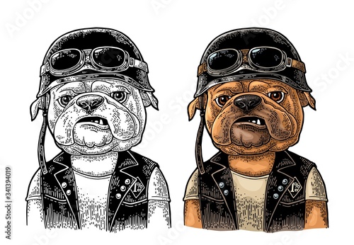Dog bulldog dressed in the helmet and glasses. Vintage black engraving