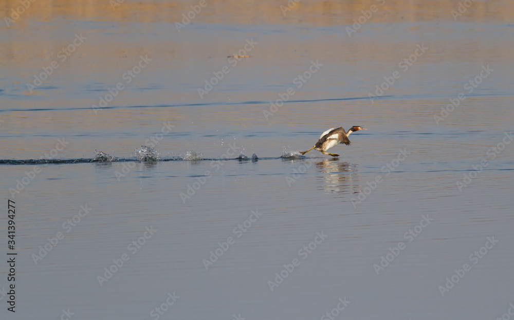 Great-crested grebe, Podiceps cristatus. Early morning on the river, a bird runs on the water Great-crested grebe, Podiceps cristatus. Early morning on the river, a bird runs on the water