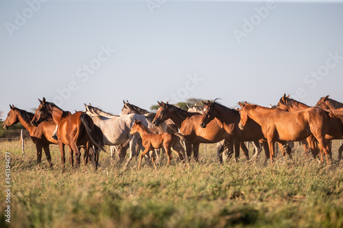 Troupeau de chevaux en liberté © Photos Eric Malherbe