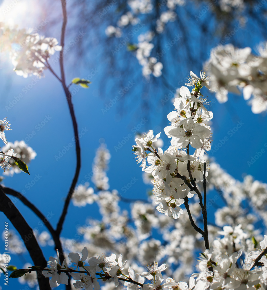 Fototapeta premium Branch with flowers on sky background