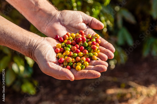 A person's hand holding coffee beans on the tree