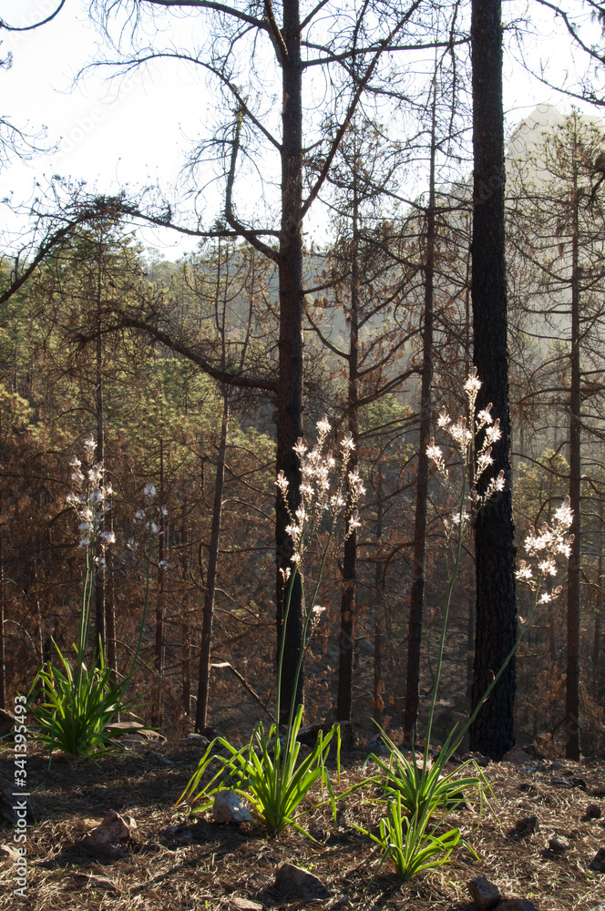 Obraz premium Burned forest of Canary Island pine Pinus canariensis with plants of summer asphodel Asphodelus aestivus. Integral Natural Reserve of Inagua. Tejeda. Gran Canaria. Canary Islands. Spain.