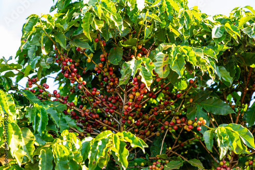 Coffee beans on a branch of tree.Red and green arabica coffee beans ripening on tree in coffeee plantation