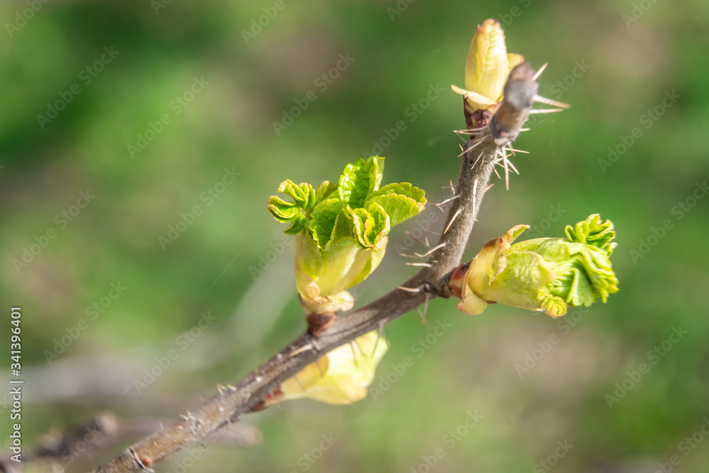 Swollen buds, first leaves and flowers in city parks and squares during the spring awakening. Swollen buds, first leaves and flowers in city parks and squares during the spring awakening.