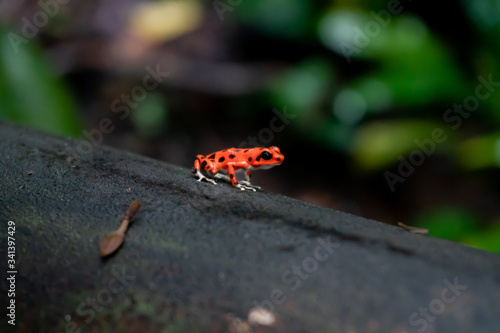 Red strawberry poison-dart frog