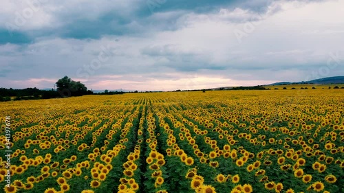 Flying Over the Fields of Blooming Sunflowers.