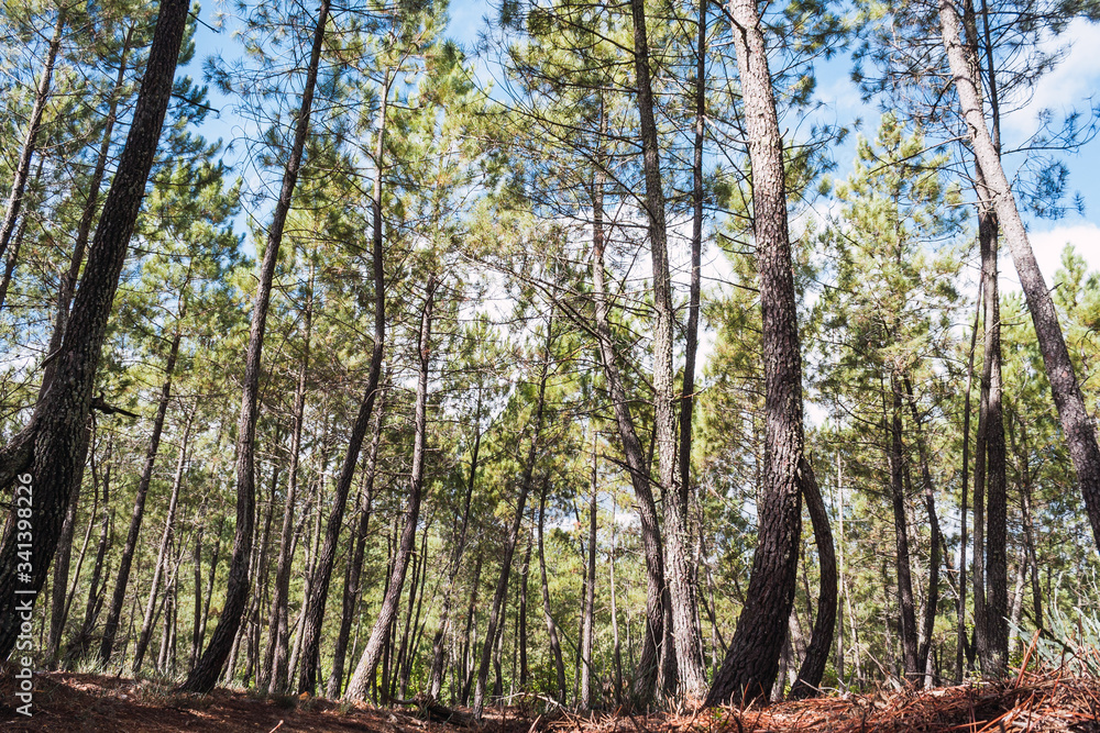 Fototapeta premium A forest of green pines on a sunny and a cloudy day in the mountains of Aracena.