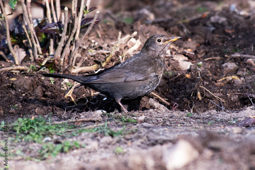 Obraz premium Blackbird searching for worms