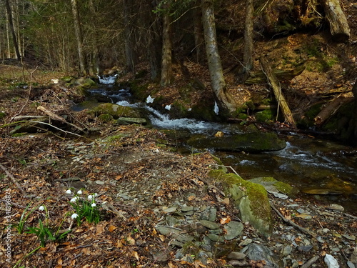 Czech Republic-viev of Leucojum vernum and stream Kalna near town Svoboda n U