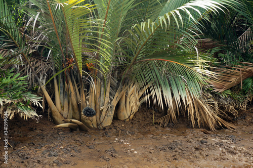 Nypa fruticans Wurmb (Mangrove Palm, Nipa Palm, Nypa Palm) on tree in mangrove forest    photo