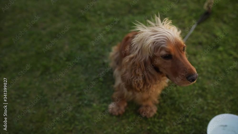 Barking english cocker spaniel on the grass. calms down after being caressed Barking english cocker spaniel on the grass. calms down after being caressed