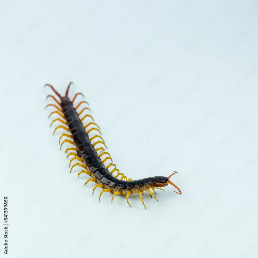 Giant centipede isolated on white background Giant centipede isolated on white background