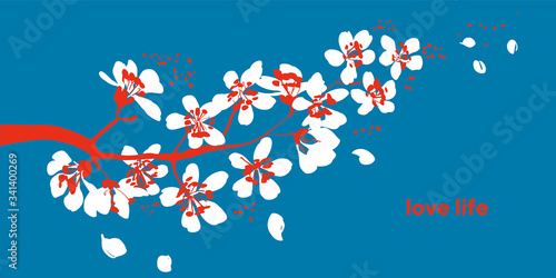 Spring tree blossom branch, white cherry flowers