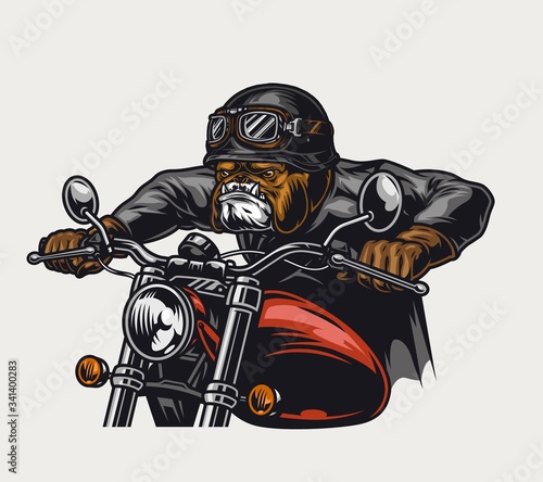 Animal biker vintage colorful concept