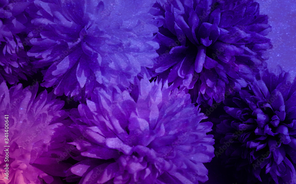 Beautiful abstract color blue and purple flowers on black background and pink graphic pink flower frame and pink leaves texture, purple background, colorful graphics banner, pink background Beautiful abstract color blue and purple flowers on black background and pink graphic pink flower frame and pink leaves texture, purple background, colorful graphics banner, pink background