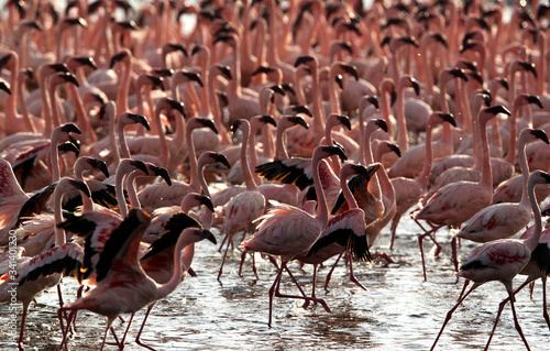 Lesser Flamingos at Bagoria Lake, Kenya photo