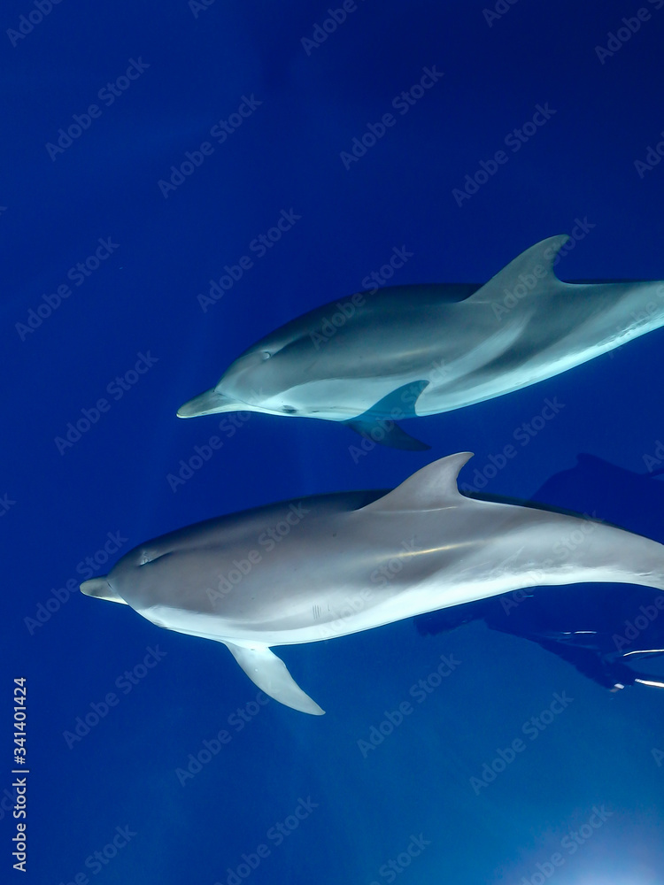 Obraz premium Striped dolphins swimming and playing in pristine blue water under a sailboat, Stenella coeruleoalba, in Mallorca, a balearic island, Spain. Sunny day and clear water, on a whalewatching tour.