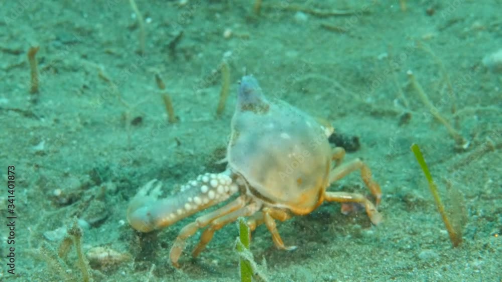 crab underwater close up sea bottom tropical underwater scenery crab underwater close up sea bottom tropical underwater scenery