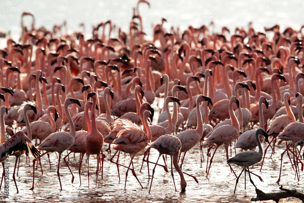 Fototapeta premium Lesser Flamingos at Lake Bagoria, kenya