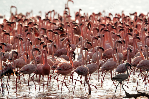 Lesser Flamingos at Lake Bagoria, kenya