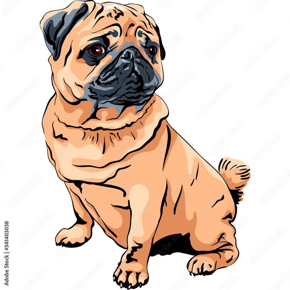 Obraz premium Vector cute dog pug breed apricot fawn color