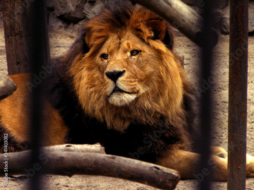 Fototapeta Naklejka Na Ścianę i Meble -  Lion in the Novosibirsk zoo behind bars