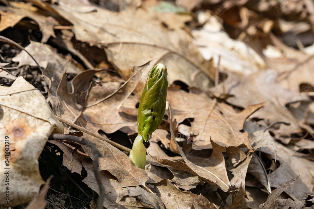 Mayapple Leaves Sprouting in Springtime Mayapple Leaves Sprouting in Springtime