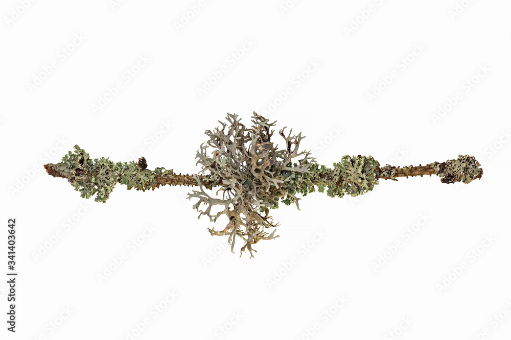 Naklejka premium Lichen on a tree branch isolated on white background. Lichen on a branch. blue branched lichen isolated on white background. Lichen Pseudevernia furfuracea isolate on a white background.