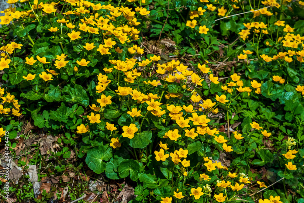 Alpine Cowflock marigold flowers. Yellow flower in the Alps