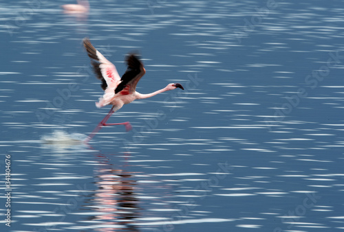 Lesser Flamingo running to fly, Lake bagoria, Kenya photo