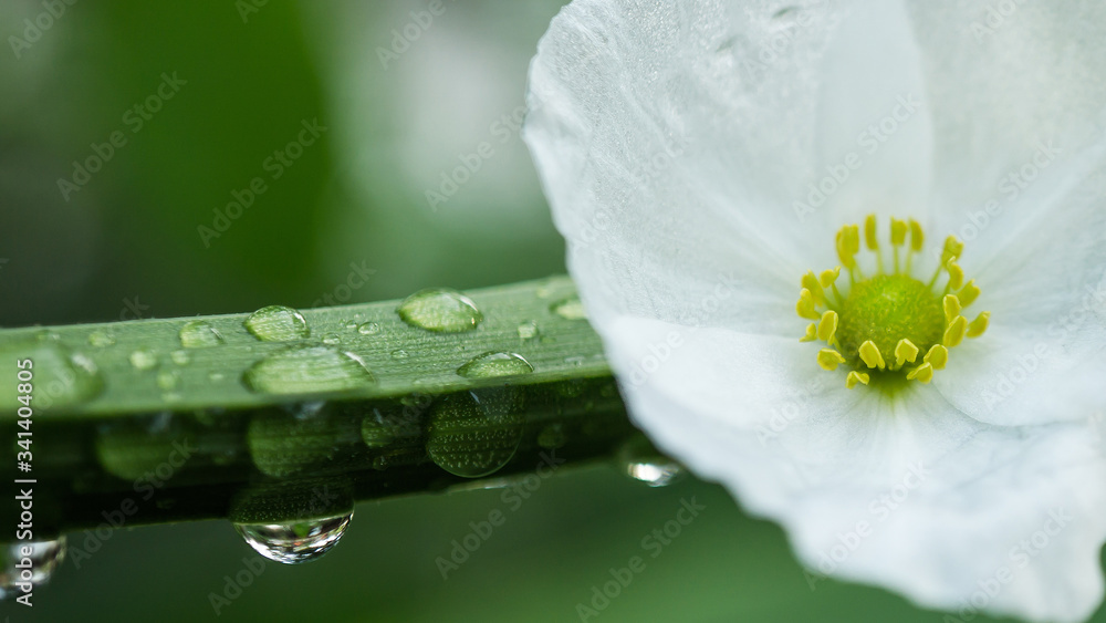 Powerful 4K Wallpaper. Relaxing with nature. A beautiful white flower &  morning dew hang on green branch. Stock Photo | Adobe Stock