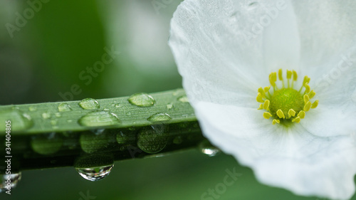 Powerful 4K Wallpaper. Relaxing with nature. A beautiful white flower & morning dew hang on green branch.
