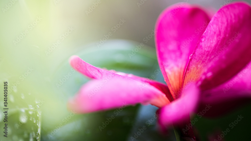 beautiful 4K Wallpaper. Close-up of morning dew on pink  
