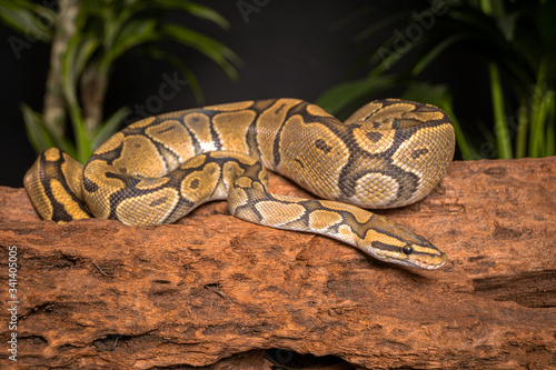 gorgeous snake ball python in studio shot 