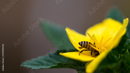 beautiful 4K Wallpaper. A working Bee in action.