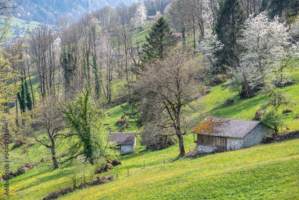 spring landscape in the alpine mountains spring landscape in the alpine mountains