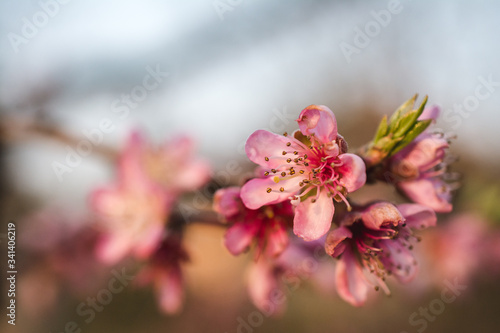 Closeup shot of pink cherry blossoms