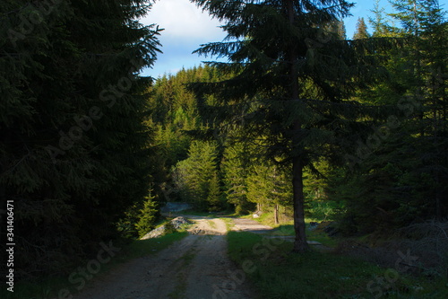 Path in the fir forest