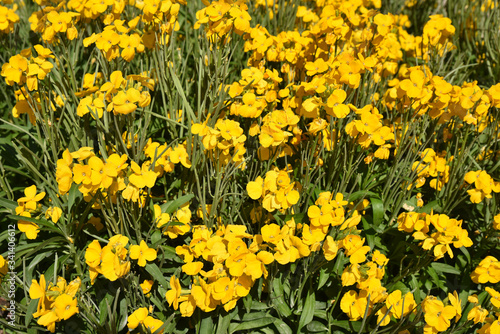 Girofl  e jaune au jardin